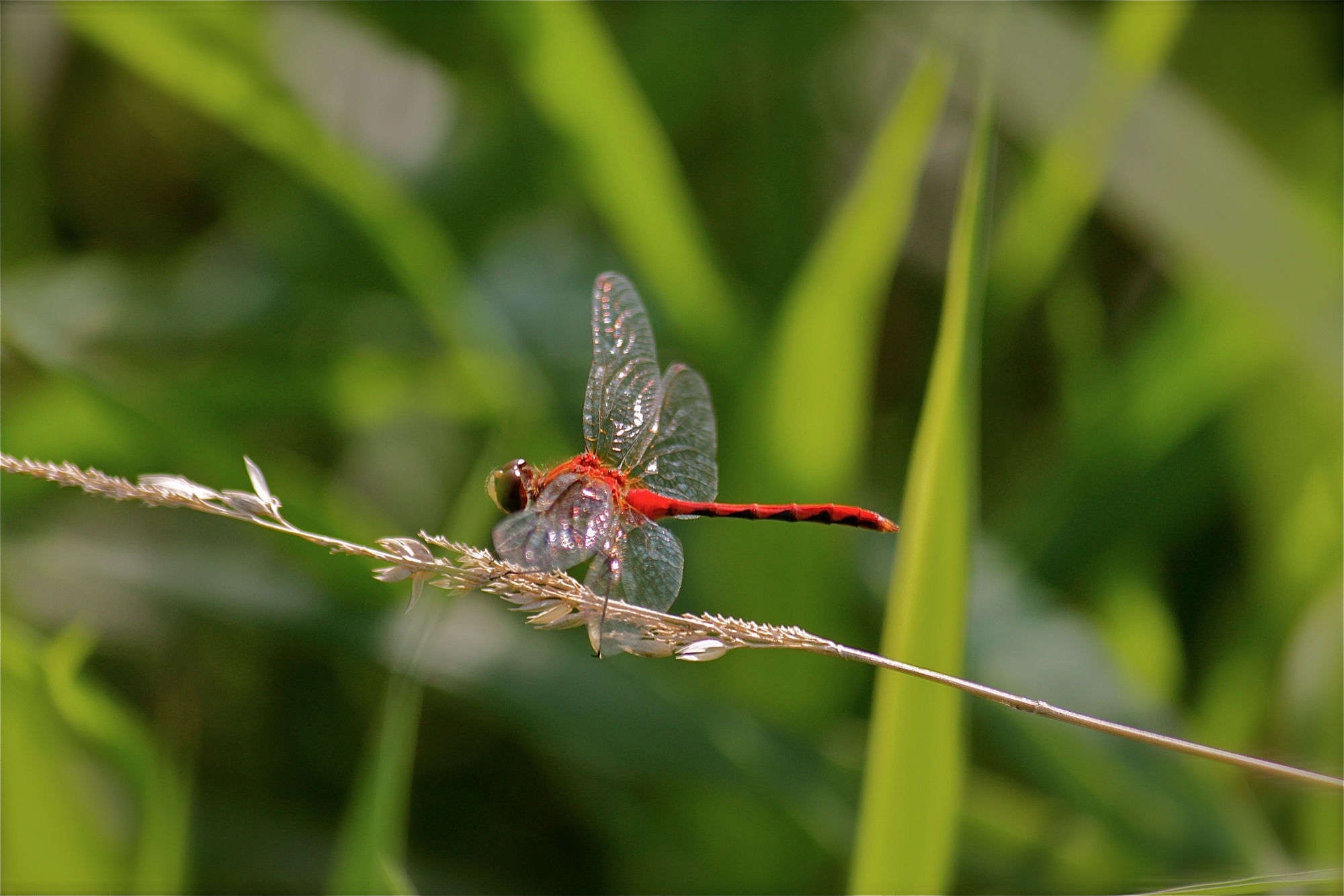 photo 2 bryan dragonfly.